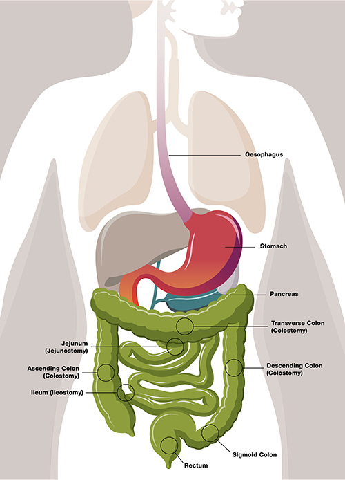 Your Digestive System: Colostomy and Ileostomy | Dansac UK